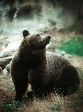 Medve, Kép: pexels