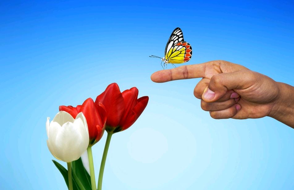 Tulipának, férfi keze, rajta pillangó, Kép pixabay