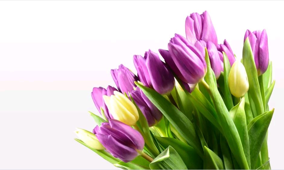 Tulipánok, lila,fehér, Kép: pixabay
