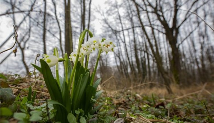 Virágzó tavaszi tűzike, Kép: Varga György, MTI