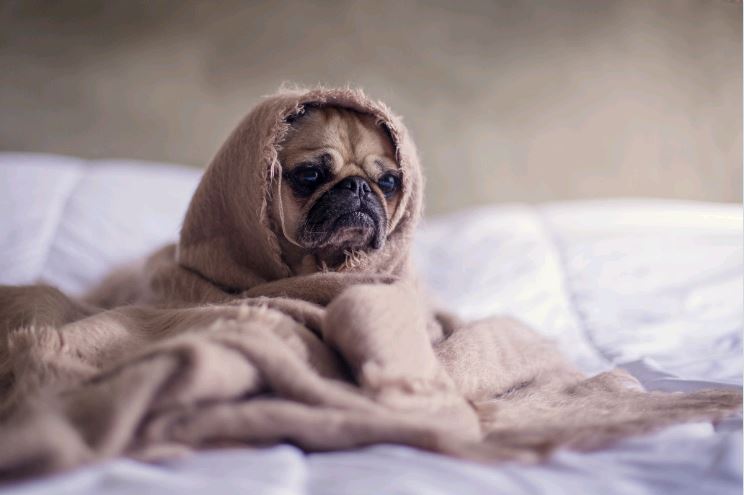 Fázós kutya takaróval, Kép: pxhere