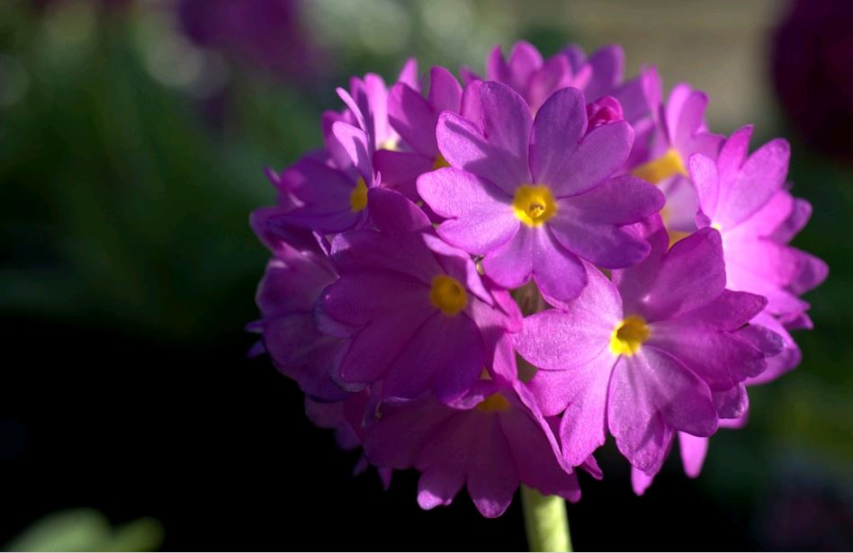 Primula, tavaszi virág, Kép: pixabay