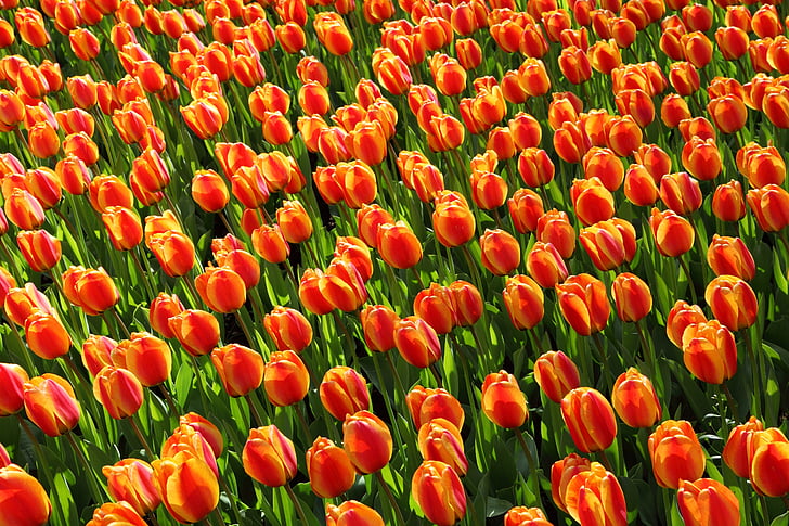 Tulipánok, Kép: hippopx