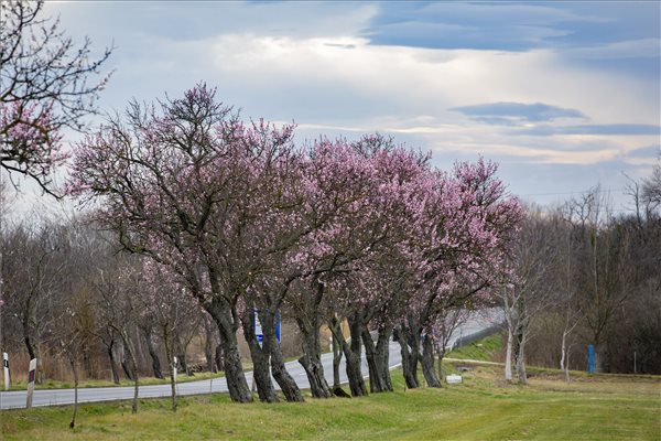 Virágzó mandulafák Balatongyöröknél, Kép: Varga György/MTI