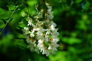A fehér akácnak nyersen még a virága is fogyasztható (Fotó: pixabay.com)