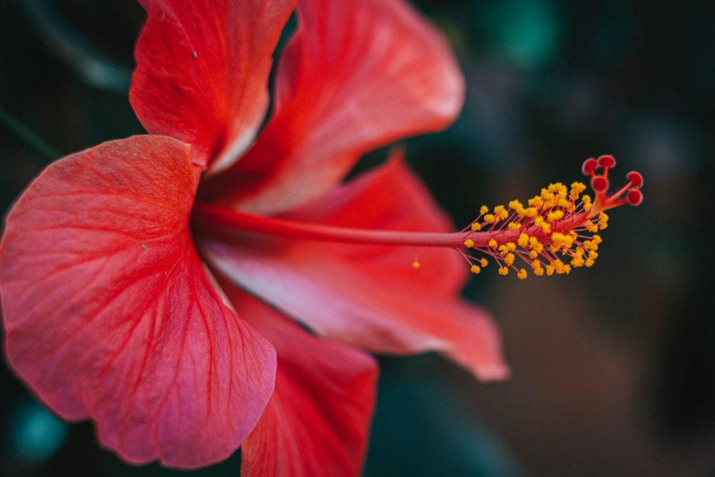 A hibiszkusz egy Ázsiából származó ehető virágú növény (Fotó: Pexels)