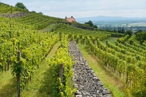 Vulkanikus talajon érik a szőlő Fotó: Kreinbacher