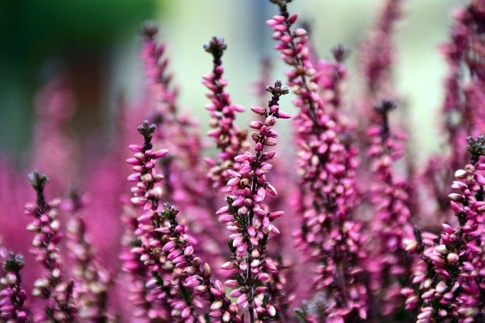 Calluna vulgaris. Még ha el is száradna, így is megtartja a vibráló színeit (Fotó: Pinterest)