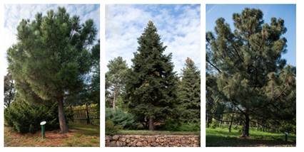 Pinus coultieri, Abies pinsapo és Pinus pinaster. Fotó: Folly Arborétum
