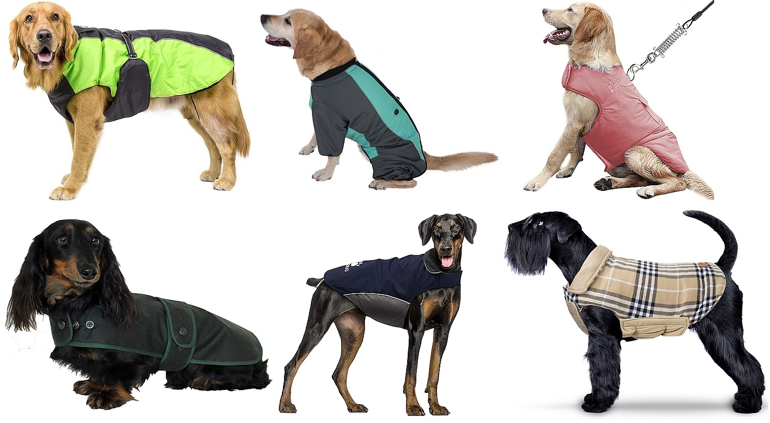 kutyaruha, kutyapulcsi, divat, háziállat, öltözködés, fashion, dog fashion