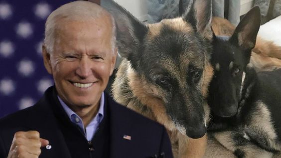 Biden elnök és kutyái Fotó: Pinterest