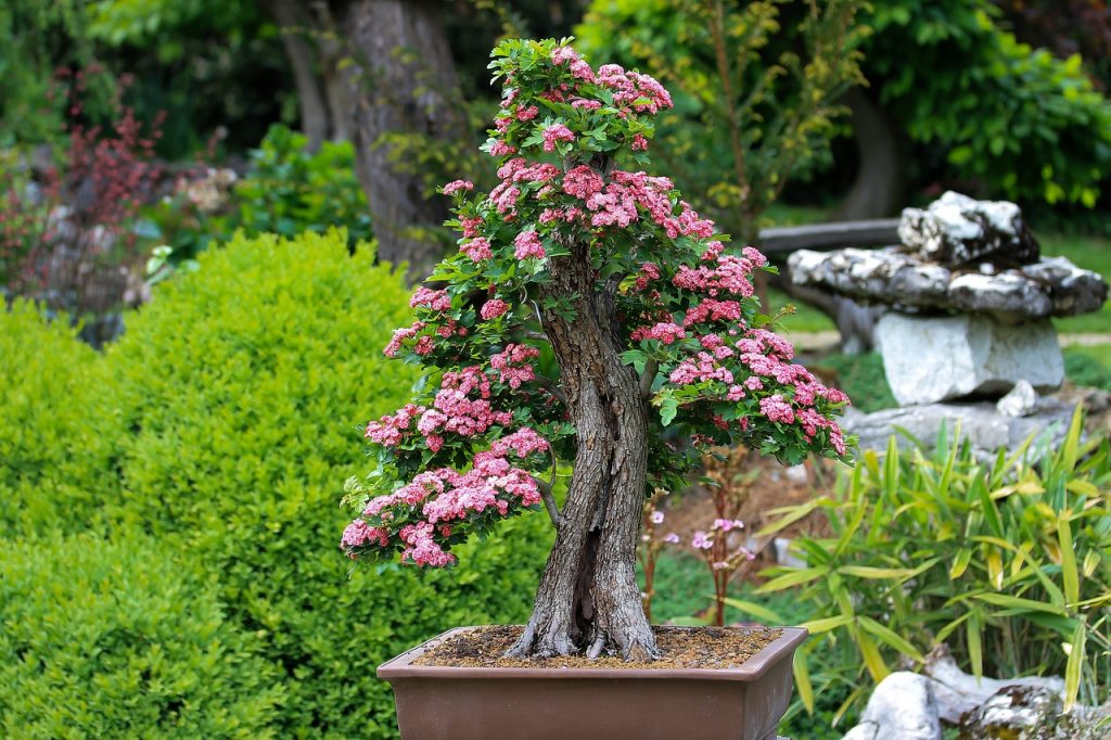 Szabadon nevelt bonsai (Fotó: Pixabay)