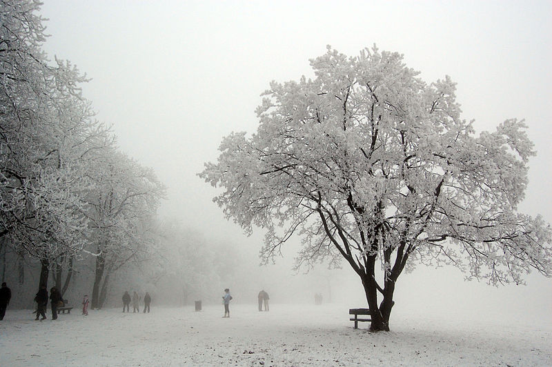 Hó alatt a Normafa Fotó: Nagy David - flickr