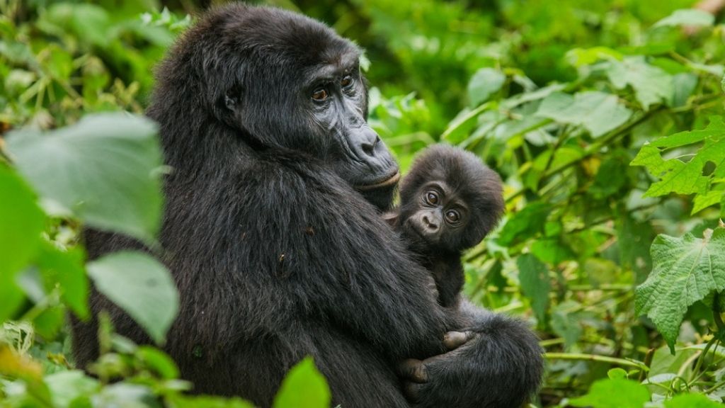 Ruanda gorillak