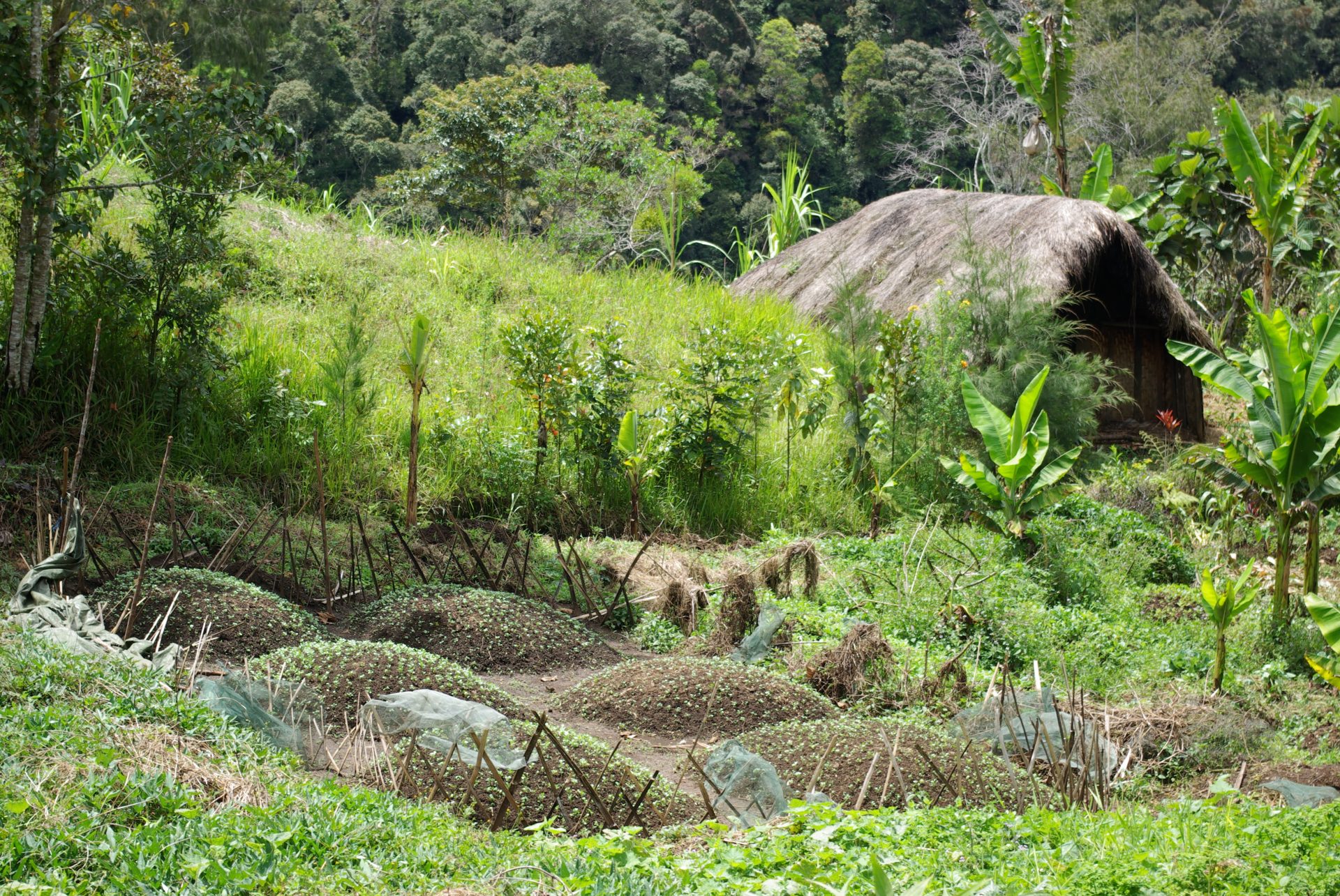 kunyhok-papua-ujguinea