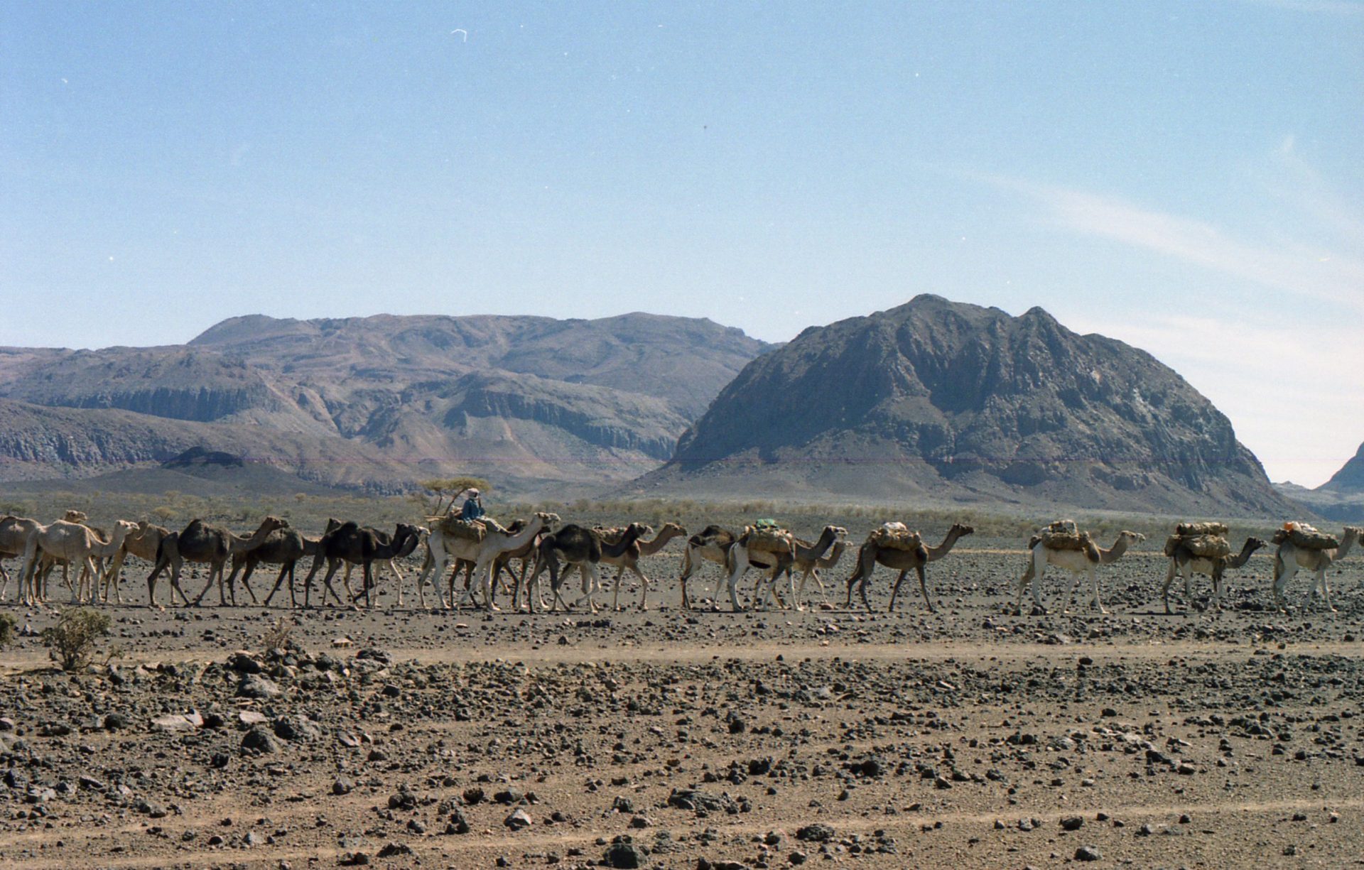 tevekaraván a sivatagban