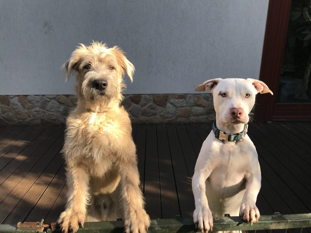 Két cuki kutya