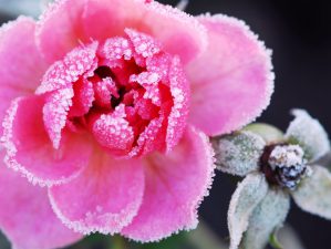 így készítsd fel a rózsákat a télre-Megyeri Szabolcs kertész tanácsai