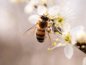 4 fontos tipp a méhek védelméért