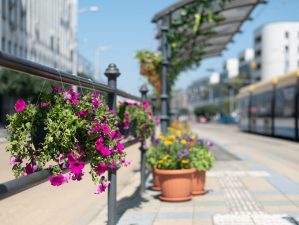 Virágba borultak a villamosmegállók a Debreceni Virágkarnevál ideje alatt