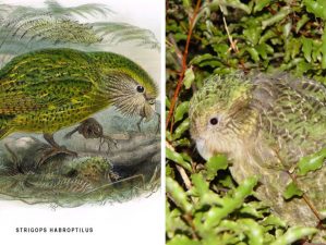 Idén már nem lehet az új-zélandiak kedvenc madara a kakapó
